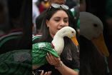 Un rumor encendió las redes: alguien habría registrado primero el nombre del pato Merlín ante el IMPI… pero la familia del famoso “pato mundialista” ya salió a aclarar lo ocurrido.

#patomerlín #IMPI