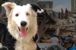 Tsunami, perro rescatista en Venezuela.