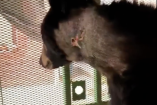 Gusano Barrenador en un Oso Negro