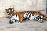 Los felinos silvestres fueron canalizados para su atención y resguardo al Instituto Municipal de Conservación de Vida Silvestre en Durango.