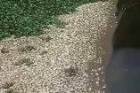 peces muertos