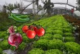 De la chinampa a tu casa: impulsan venta de verduras frescas a domicilio
