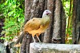 El virus fue detectado inicialmente en 2006 en patos migratorios en una ciénaga del centro del país.