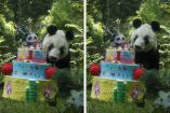 Como parte del festejo hubo varias actividades para festejar a la panda, como talleres para pintar figuras de yeso de Xin Xin