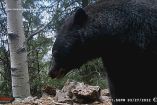 La especie es considera clave para la conservación de los bosques de Chihuahua.