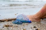 Agua malas en el mar: riesgos y cómo evitarlos