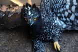 El Águila Tirana, con distribución en la Sierra Madre Oriental, se encuentra enlistada en la Norma Oficial Mexicana 059, bajo la categoría de “En Peligro de Extinción”.