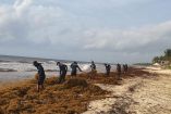 Operativo para atender la presencia de sargazo en el Caribe mexicano