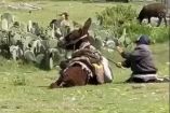 La difusión del caso, en el que un burro es maltratado por un hombre, generó una ola de indignación y denuncias ciudadanas que derivaron en la actuación de las autoridades.