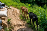 Perritos gusano barrenador