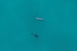 Científicos y jóvenes de San Felipe rastrean con el ADN ambiental a la vaquita marina.