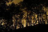 Las llamas se alzan en el bosque de Fontainebleau tras declararse un incendio forestal a última hora de la tarde del 12 de julio de 2026. El fuego que arrasa el bosque de Fontainebleau, al sur de la región parisina, es de "magnitud excepcional", según declaró el subprefecto de la zona.