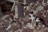 El gato fue grabado buscando en distintos puntos del inmueble destruido por los sismos.