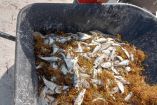 Peces muertos en la playa de Bahía Petempich, en el municipio de Puerto Morelos, Quintana Roo