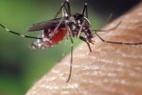 Repelente para el dengue: protección efectiva y uso correcto