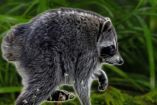 ‘Jimothy’, el mapache de Seattle.