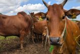 Productores esperan que la reapertura alivie la presión sobre el mercado ganadero.