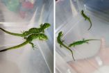 La Profepa detalló que el dragón mexicano es una especie catalogada como amenazada bajo la NOM-059-SEMARNAT-2010