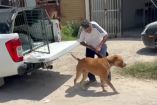 Especialistas analizan si “Canelo”, el perro pitbull que atacó a una mujer de 67 años en calles de la colonia Agua Fría, en Zapopan, Jalisco, será sacrificado.