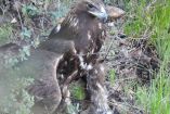 Tras tres meses de rehabilitación, un Águila Real catalogada como especie amenazada volvió a su hábitat en Chihuahua con seguimiento científico satelital.
