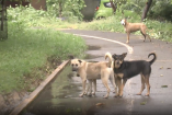 Tras el cateo de la FGJEM en el albergue "La Granjita" en Ixtapaluca, vecinos piden rescatar a los perros callejeros que llegan al lugar en busca de comida.