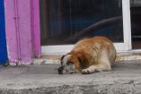 Los restos del perrito fueron enterrados por los vecinos en un jardín cercano