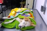 Kira, perrita mestiza atropellada en Iztapalapa, permanece recostada y cubierta con mantas durante su atención veterinaria.
