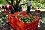 EU da luz verde al aguacate: reanudan inspección y exportación en Michoacán