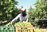 Productores señalan que grupos delictivos imponen días de corte y precios por caja.