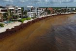 La crisis del sargazo en Quintana Roo no es solo ambiental, es un peligro latente para la salud humana.