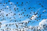 Gran cantidad de aves marinas vuela en distintas direcciones bajo un cielo azul con nubes blancas, formando varias bandadas.