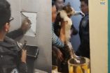 La hembra de talla grande y pelaje gris con blanco recibió agua y una revisión preliminar