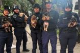 Los 5 lomitos