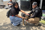 Jornada de adopción de perritos y gatitos