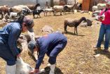 La Secretaría de Agricultura de Hidalgo informó que el 92% de los casos de gusano barrenador en ganado ya están bajo control, sin muertes registradas.