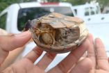 Las principales zonas donde se ubica esta especie son humedales, lagunas y arroyos en Puerto Vallarta, Jalisco