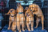 El consumo de carne de perro ha disminuido en Corea del Sur conforme han cambiado las costumbres y aumentado la tenencia de mascotas.