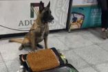 Max IV, el perrito policía del AICM