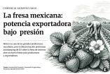 Infografía de apertura sobre la fresa mexicana, con un productor trabajando en un cultivo y fresas en primer plano; explica la presión comercial derivada de la investigación antidumping de EU.