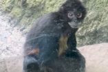 PETA Latino compartió imágenes de los animales y describió las anomalías que detectó en el Zoológico de Chapultepec.
