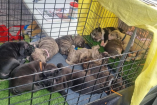 La Sedema clausuró el Balneario del Bosque de San Juan de Aragón tras detectar venta de animales durante una inspección.