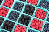 México, líder mundial en exportación de frutos rojos: supera 715 mil toneladas.