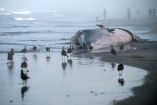 Ballena de 12 metros aparece muerta en una playa del Pacífico mexicano Tijuana