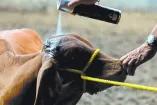 Ganaderos revisan a sus animales ante la presencia del gusano barrenador