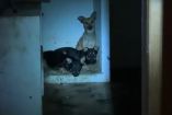 Los vecinos mencionaron que hace tres años en este mismo lugar fueron abandonados tres perros, pero solo uno sobrevivió.