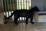 Una de las 135 mascotas exóticas aseguradas a Los Rojos
