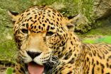 “Gaby” nació en cautiverio y nunca conoció la selva o su hábitat.