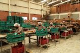 Exportaciones mexicanas registran aumento de 9.7% en julio de 2026