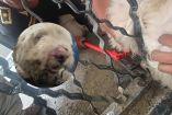 El perro rescatado fue llevado a instalaciones de la BVA para recibir atención médica