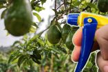 ¿Cómo eliminar la plaga de las hojas del árbol de aguacate?